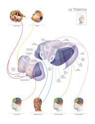 Alderson-Thalamus