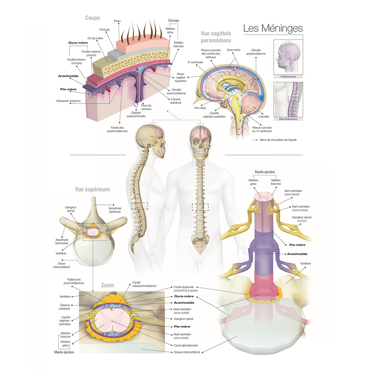 Anatomie 20