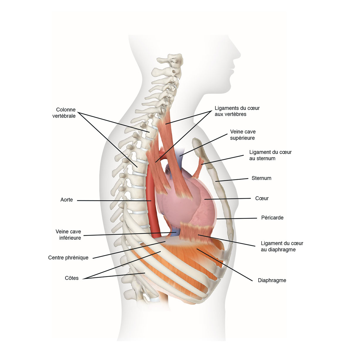 Anatomie 26