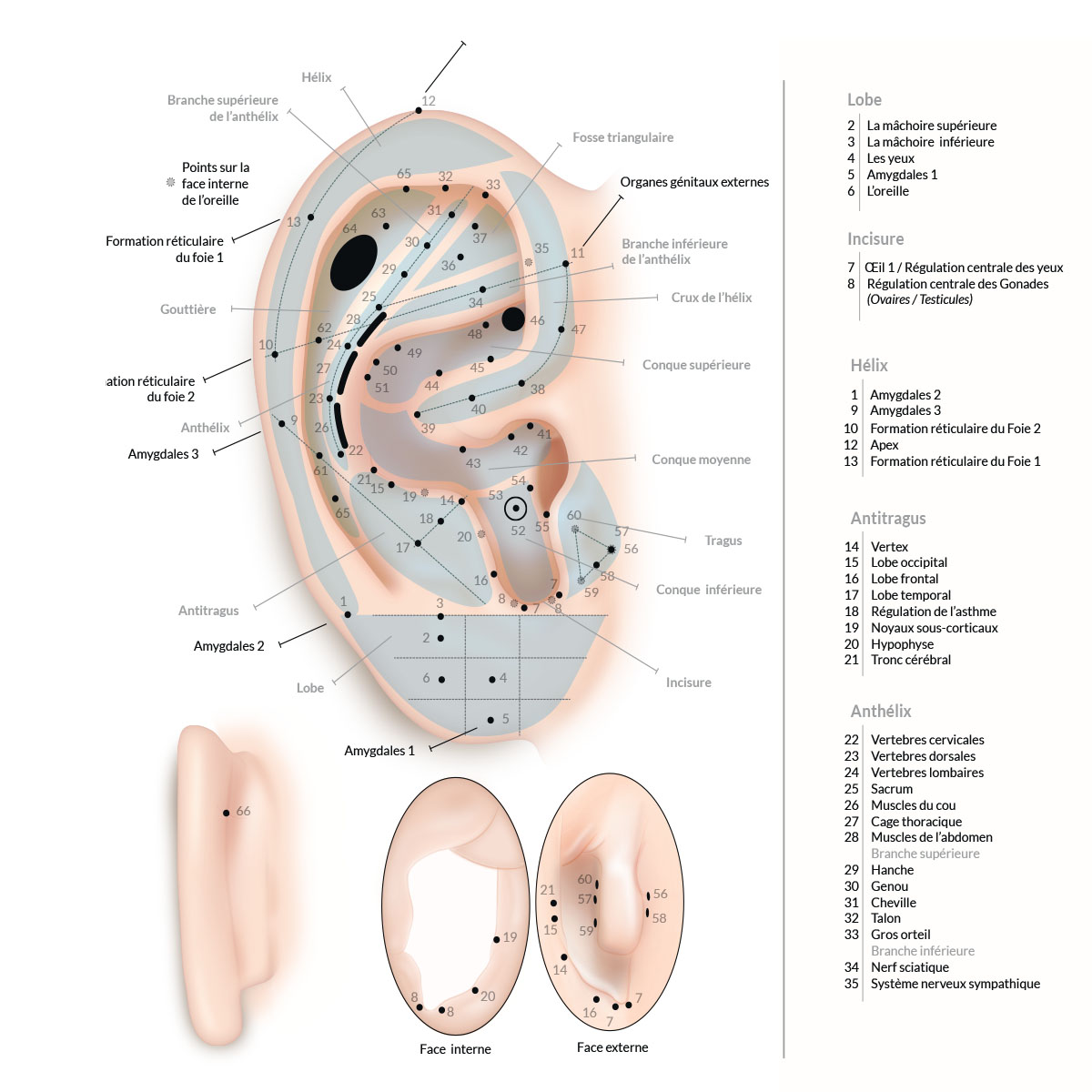Anatomie 9