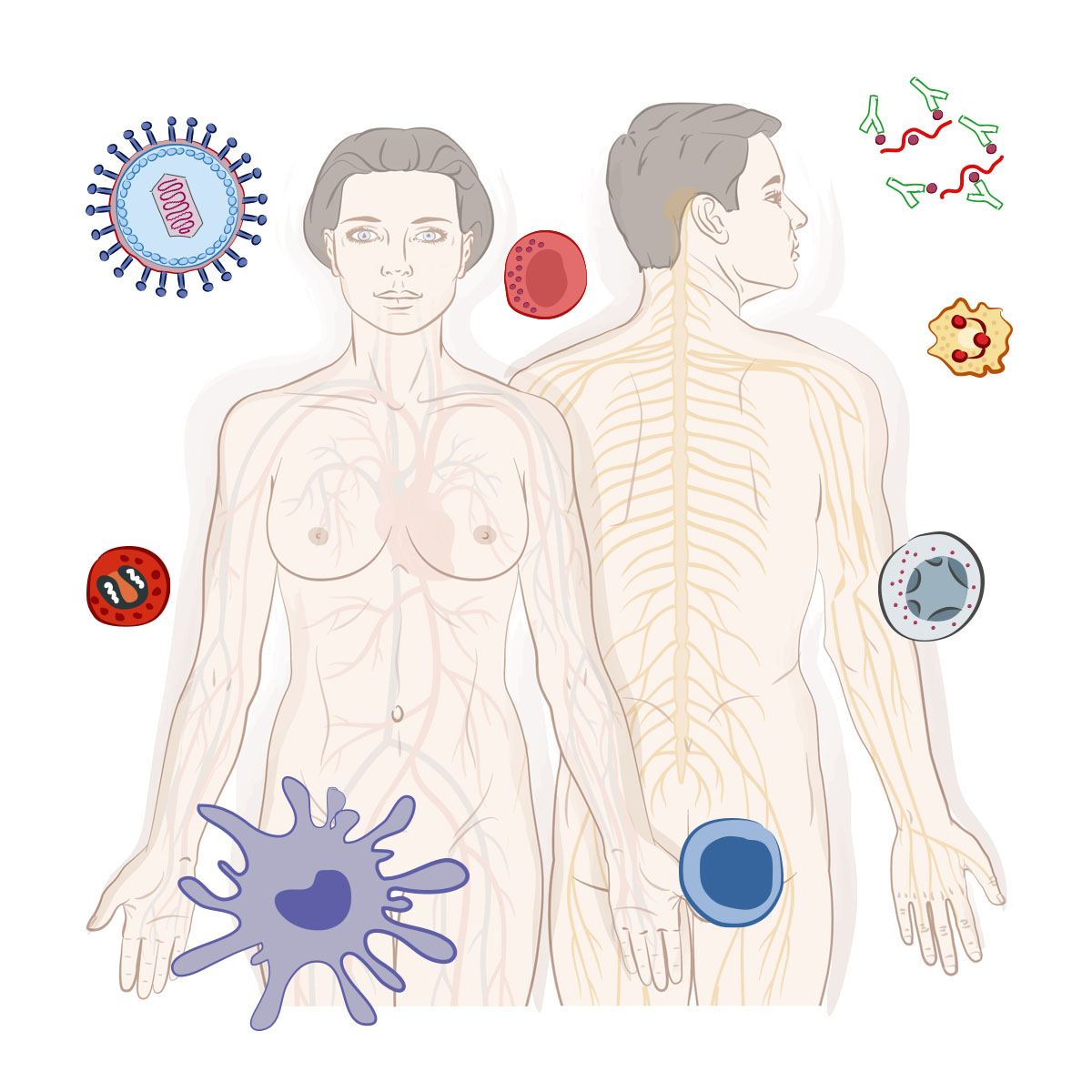 Anatomie & Corps Humain